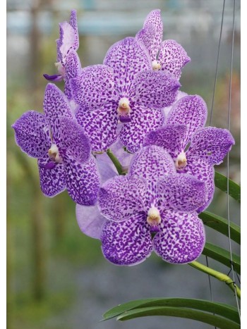 Ванда (Vanda Yano Blue) Ванда (Vanda Yano Blue)